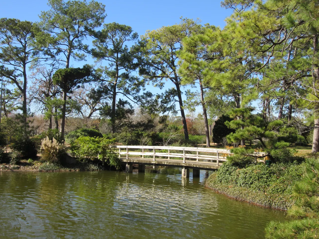 Pine trees and a wooden bridge in Hermann Park’s Japanese Garden.